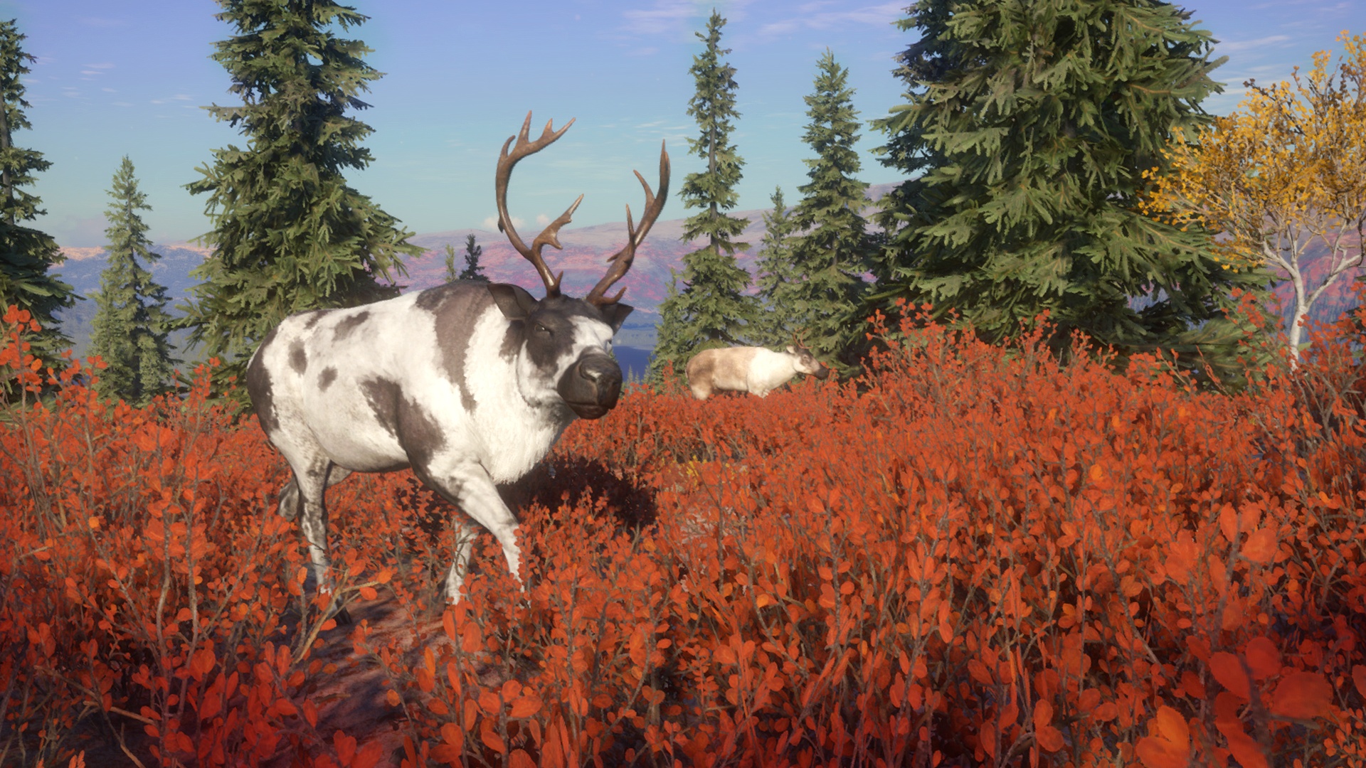 New Reserve Yukon Valley Is Bringing Gray Wolves And More To Thehunter Call Of The Wild Xbox Wire