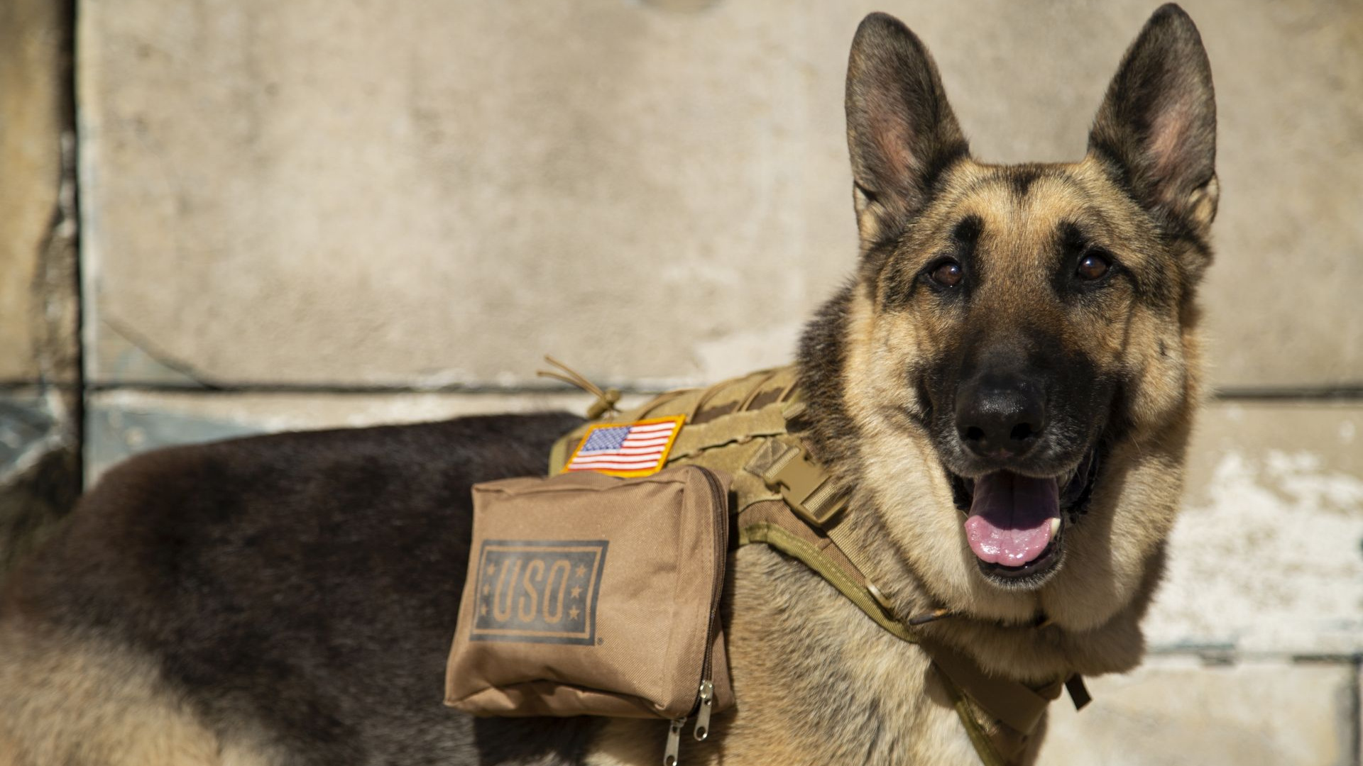 A German Shepherd Dog with a USO branded care package and vest smiling at the camera.
